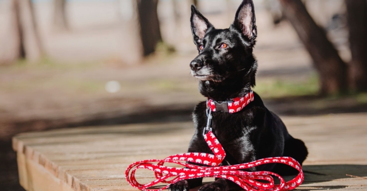 Há cada vez mais animais abandonados Faro inaugura hoje uma nova casa