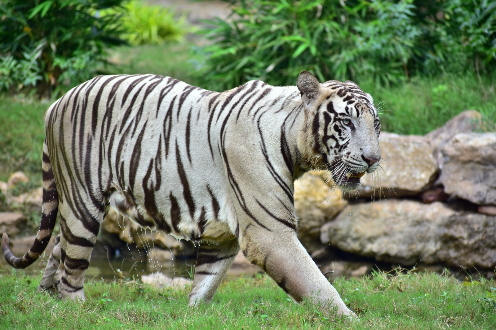 Filhote Parapl Gico De Tigre Branco Encontrado Abandonado No Lixo Pit