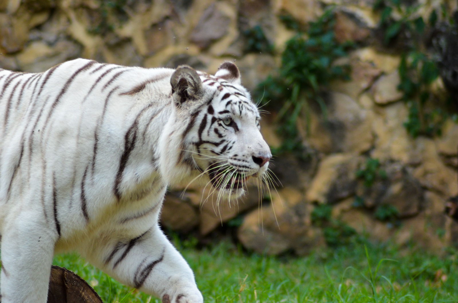 Filhote Parapl Gico De Tigre Branco Encontrado Abandonado No Lixo Pit