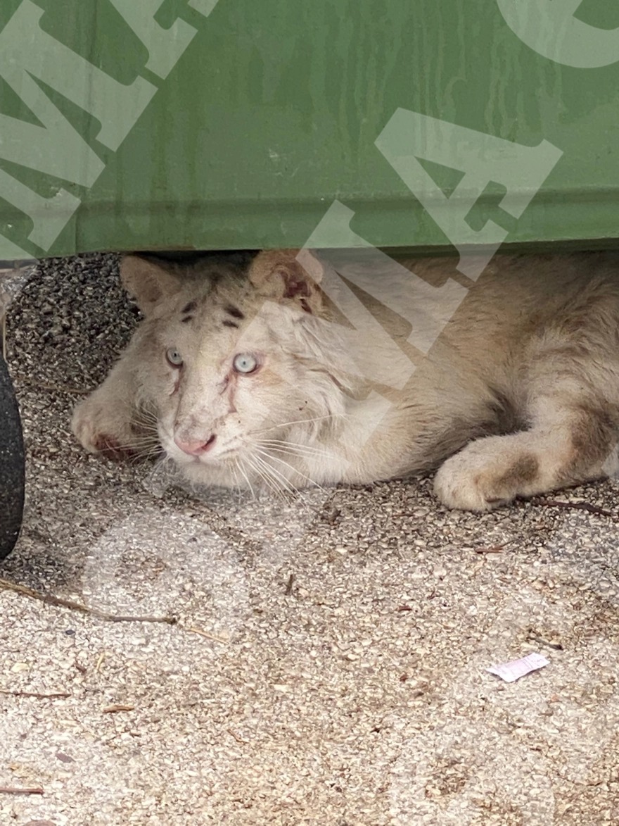 Filhote paraplégico de tigre branco é encontrado abandonado no lixo PiT