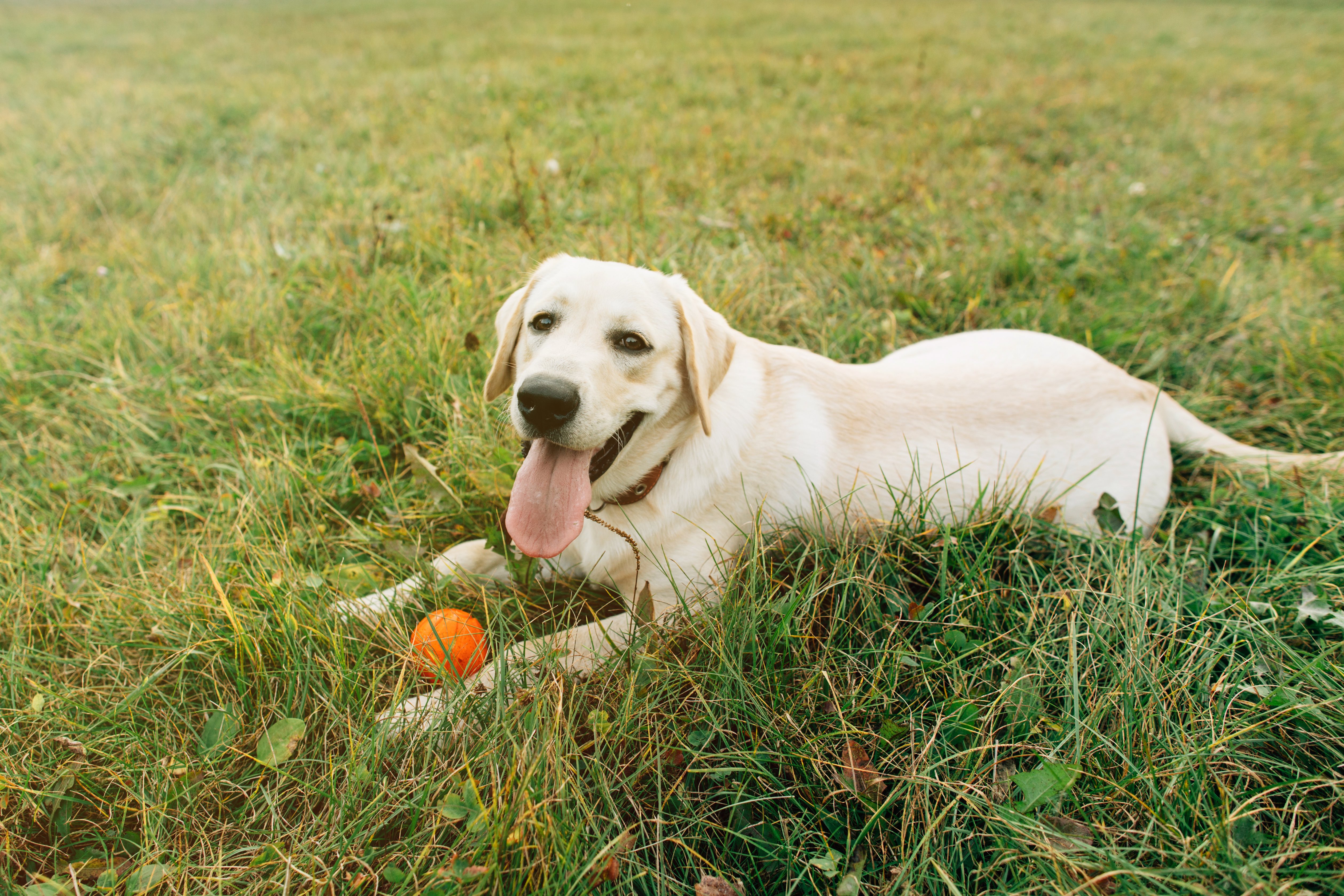 Labrador Retriever Características