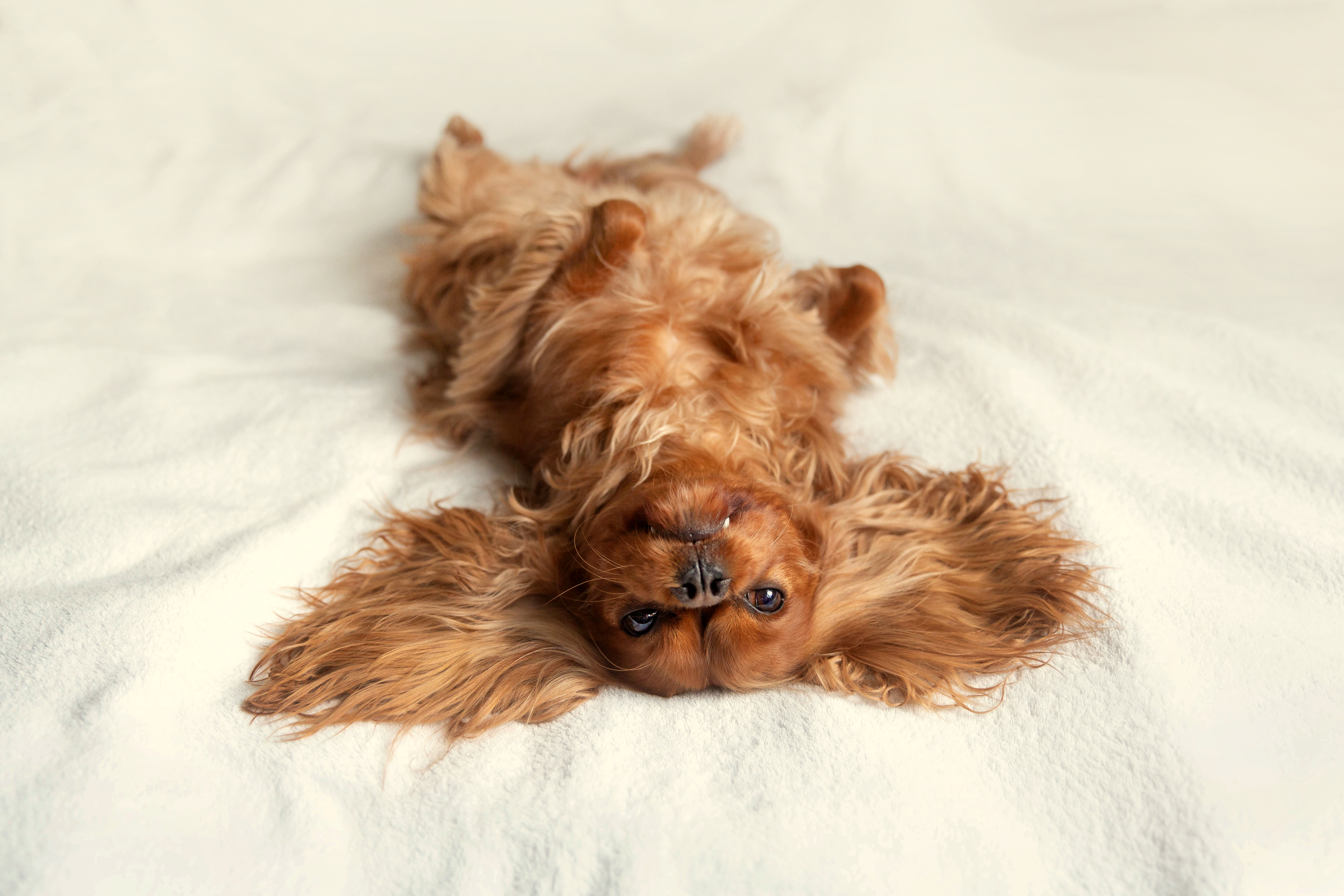 Cão na cama