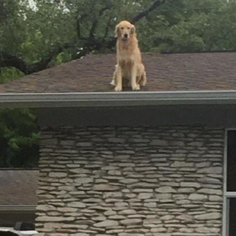 Mulher obrigada a colocar placa para explicar porque tem sempre um cão no telhado