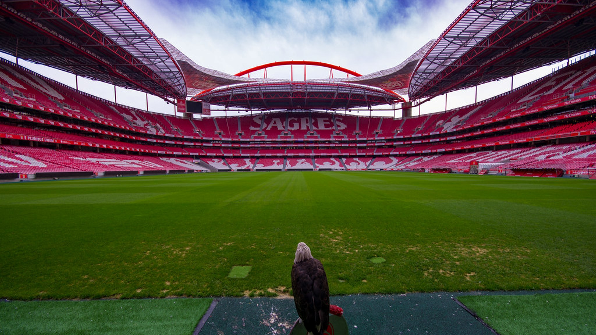 PETA pede 'reforma' para águia do Benfica: «Para quem gosta de