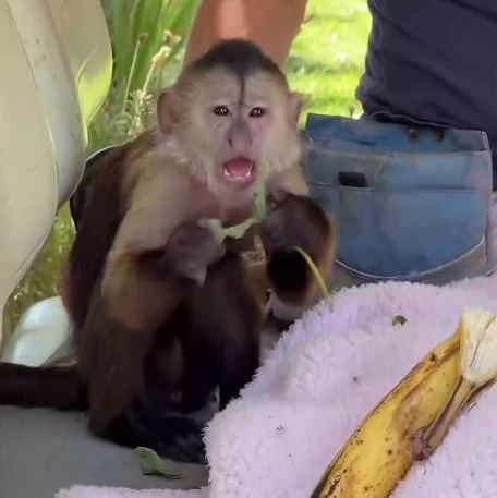 Macaco é suspeito de ligar para a polícia de zoológico - 17/08