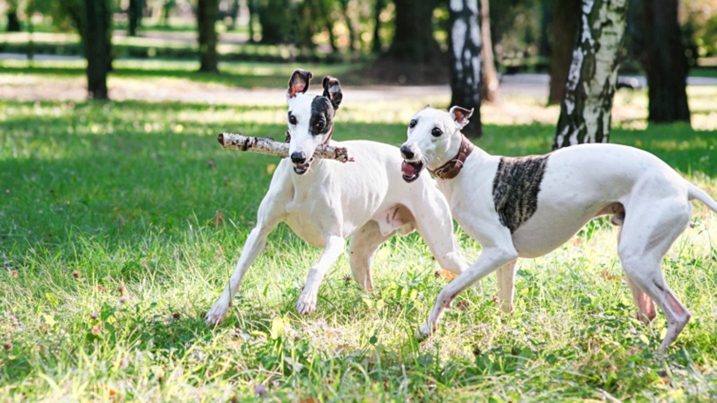 A nova vida dos galgos drogados: do inferno das corridas clandestinas para  uma família adotiva