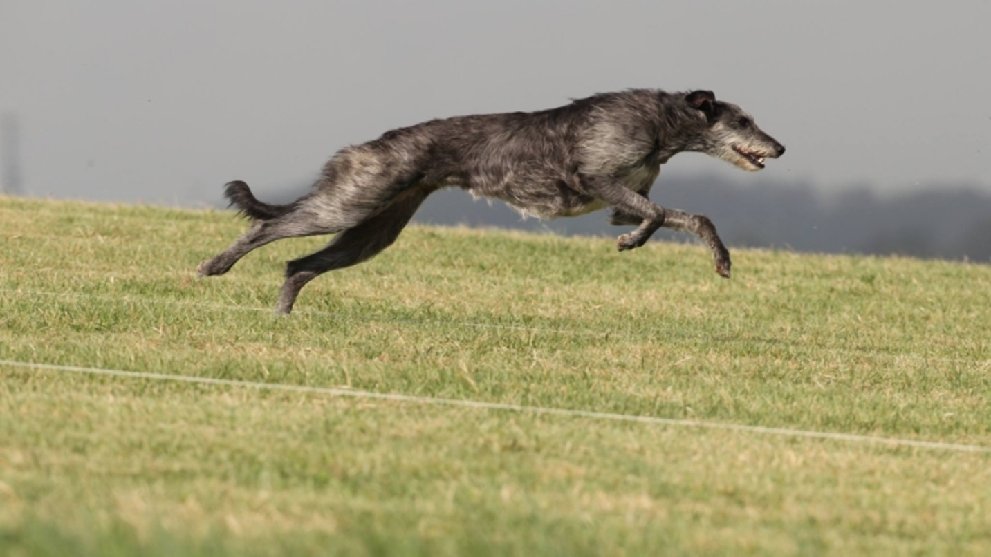 A nova vida dos galgos drogados: do inferno das corridas clandestinas para  uma família adotiva