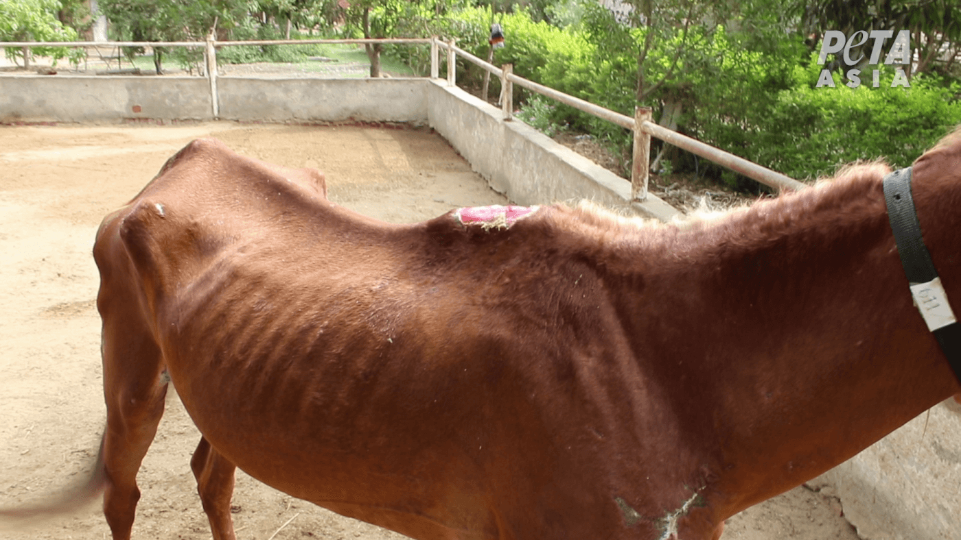 Temperaturas altas provocam a morte de cavalo que transportava