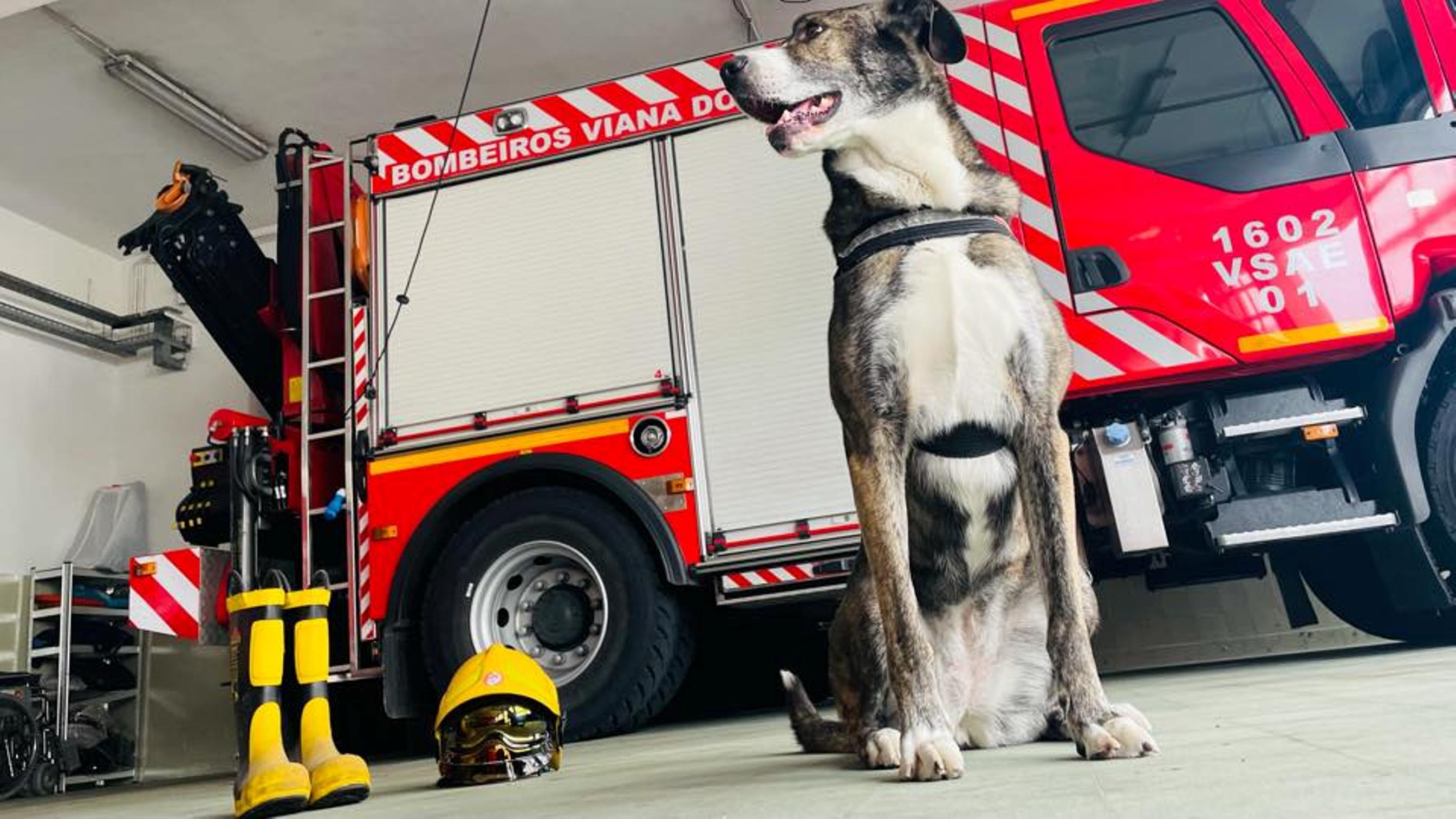 Calendário dos BOMBEIROS 🔥🚒