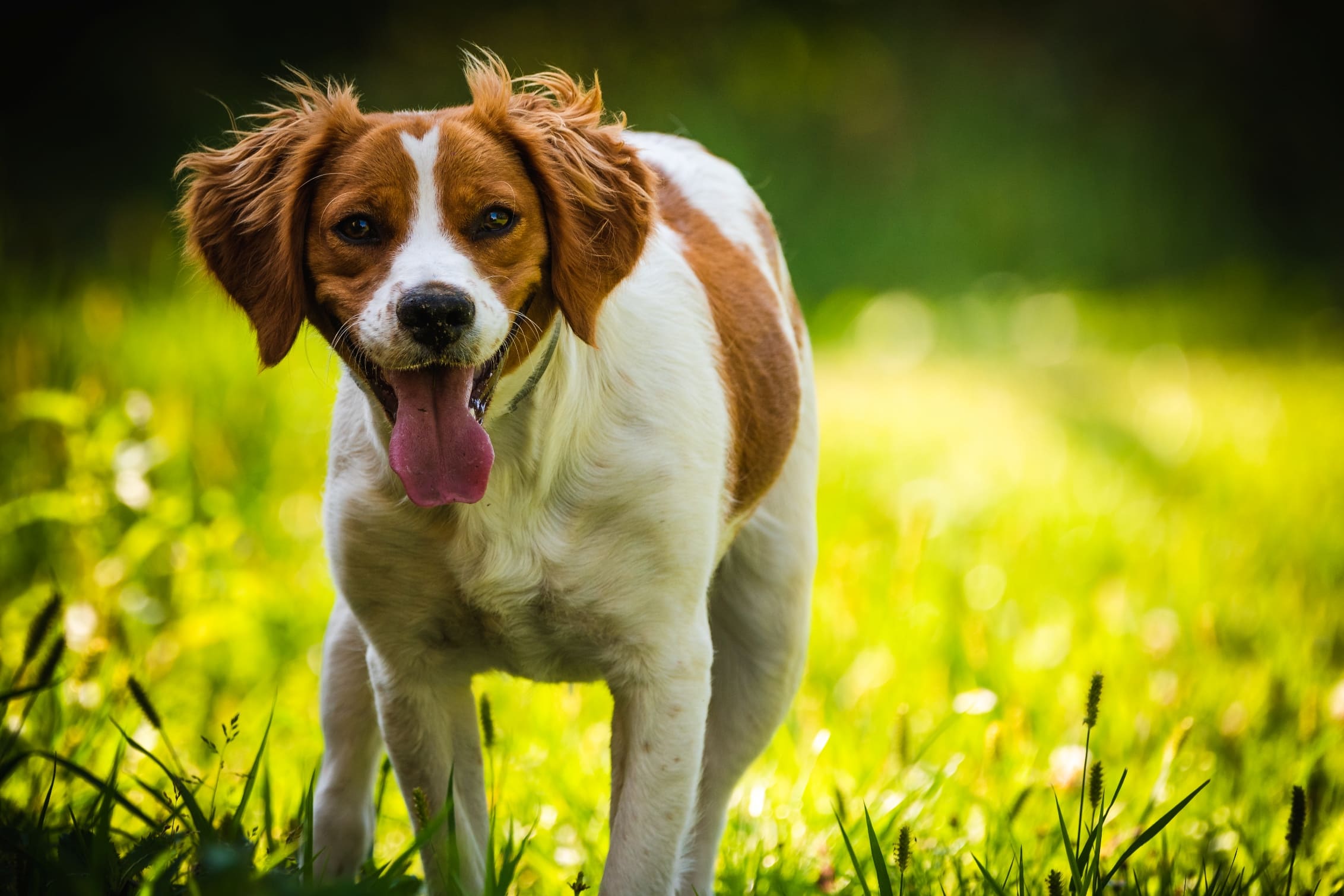 Ensaio. Ter, como a Morte, um cão no regaço