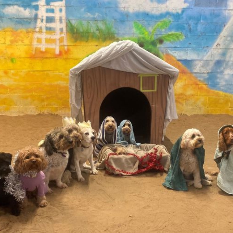 Nesta creche caninha, os cães celebram o Natal. E até recriam o presépio