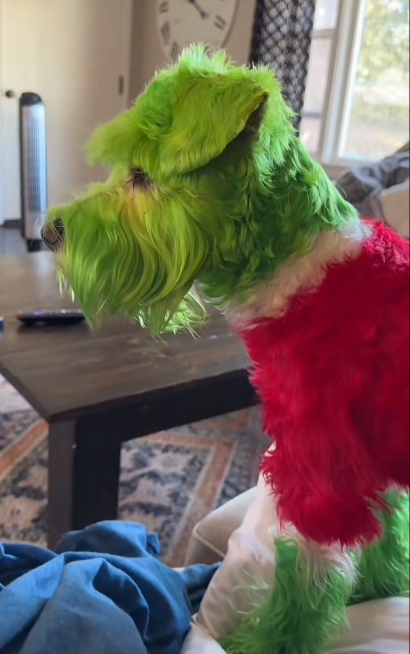 Este cão odeia o Natal. E a sua dona fez-lhe a vontade, tornando-o no  Grinch – PiT