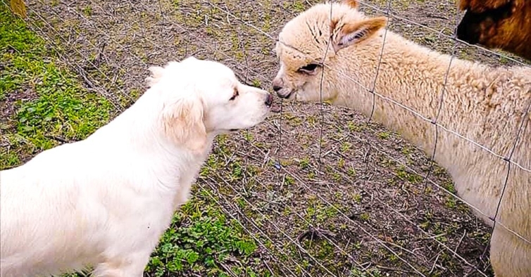 Alpacas, bodes anões e cães