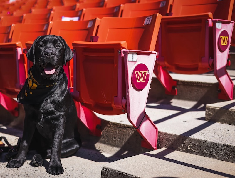 A Nfl Tem Uma Estrela De Quatro Patas Mando A Mascote Dos Washington Commanders Pit