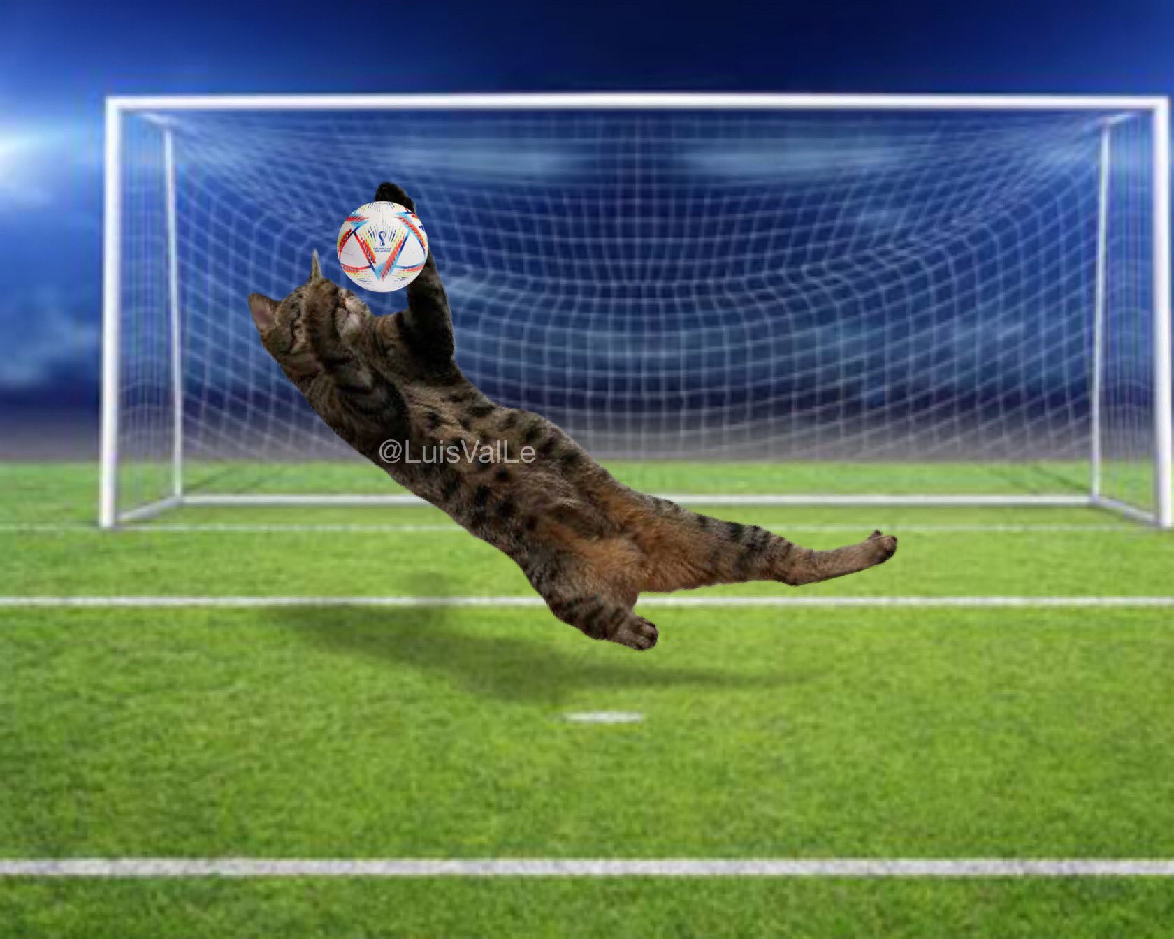 Gato Net Futebol