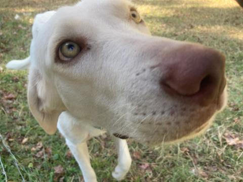 A Cobrinha Azul → Eu Sou um Cão Pastor (Anos 70) ☆ Sessão