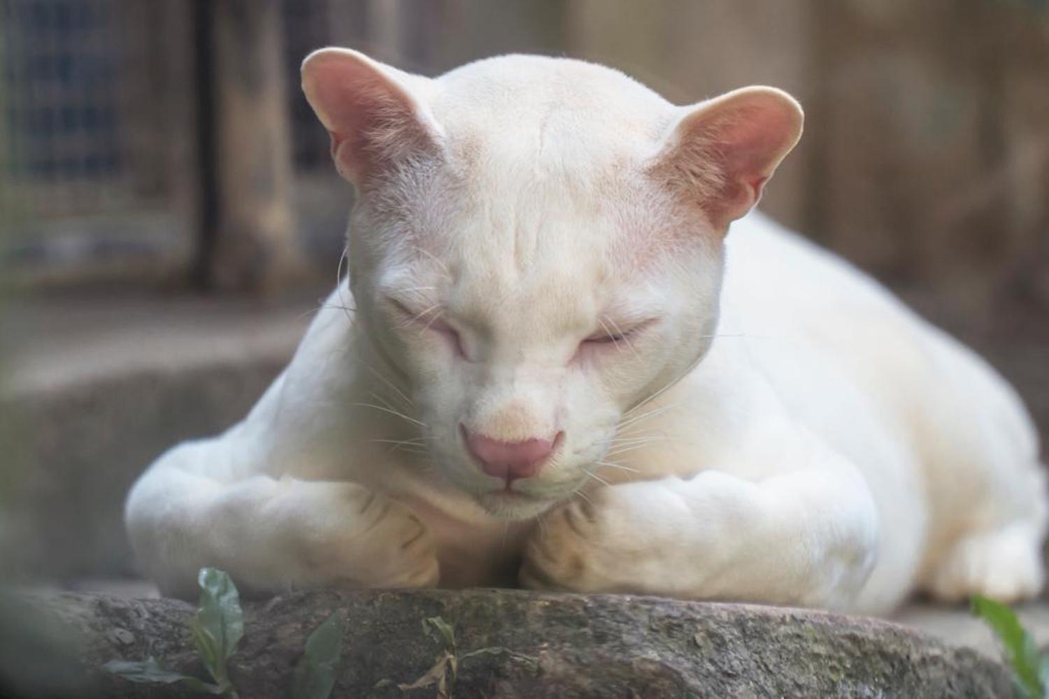 Os animais também podem ser albinos