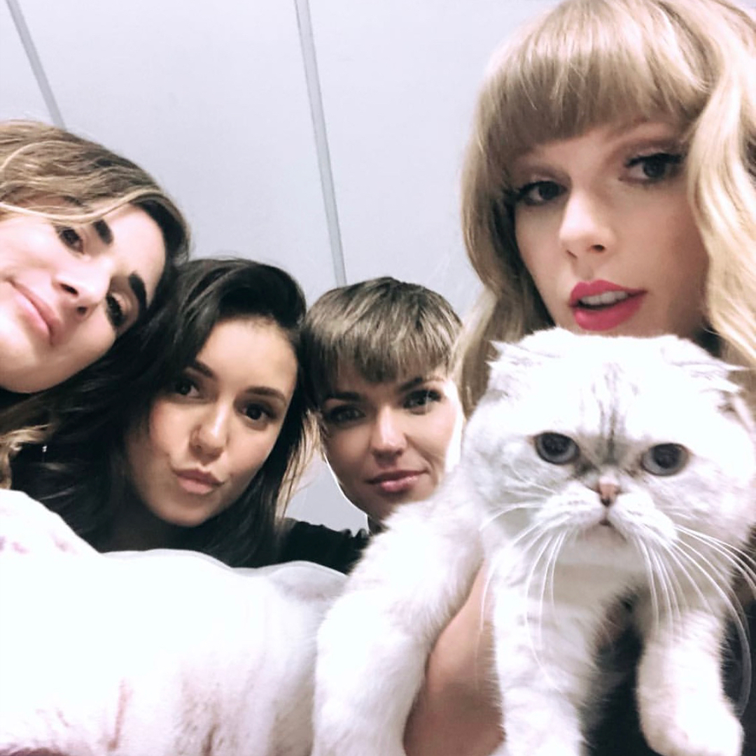 Cães, gatos e ovelhas giram 360º ao som de Taylor Swift; conheça