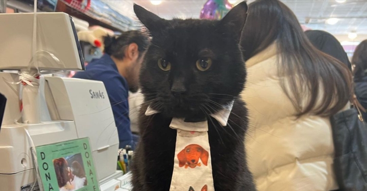 Este gato é “gerente” de uma loja de cães. Tem até uma coleção de gravatas  – PiT