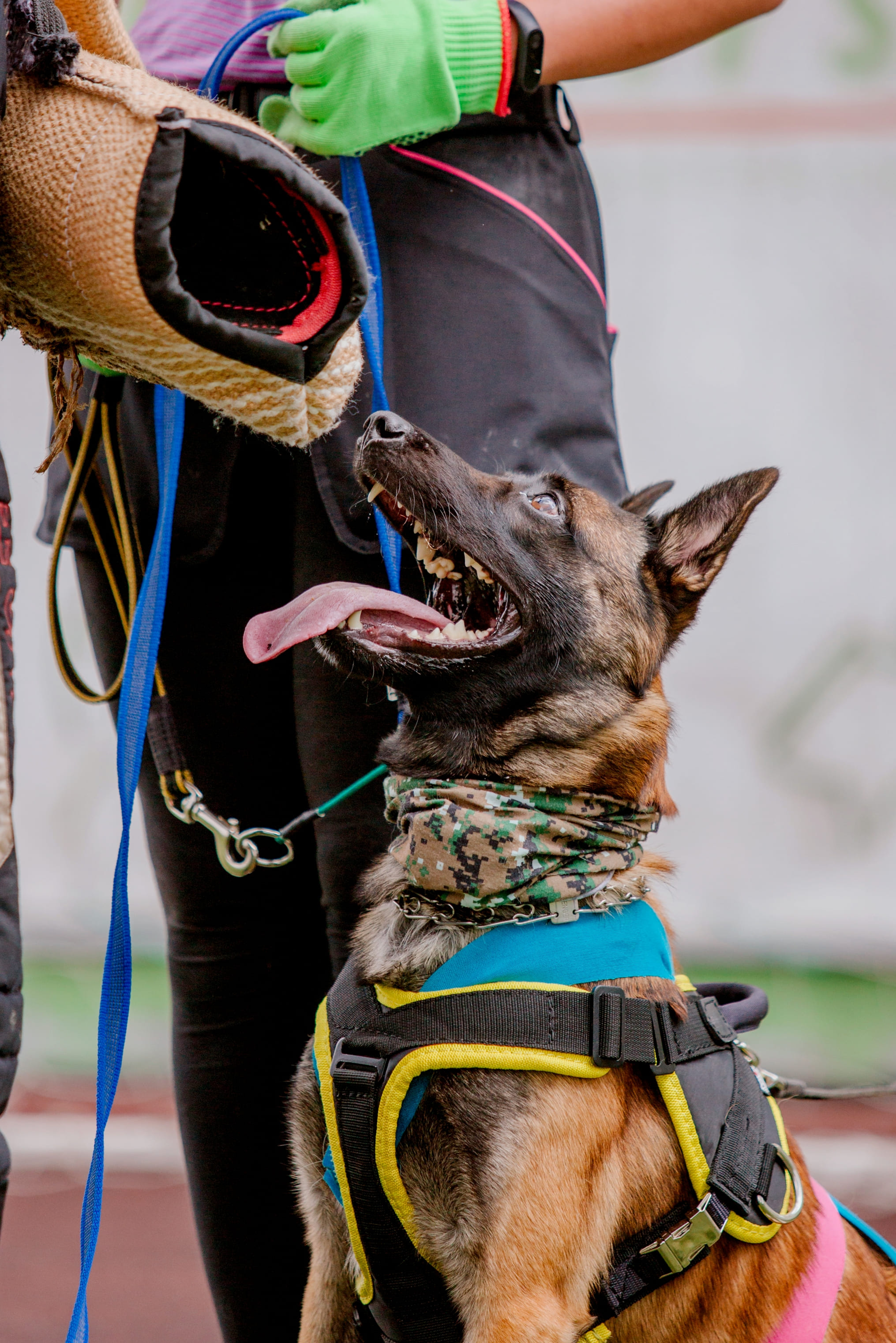 Novo estudo revela: Pastor Belga Malinois é a raça de cão mais