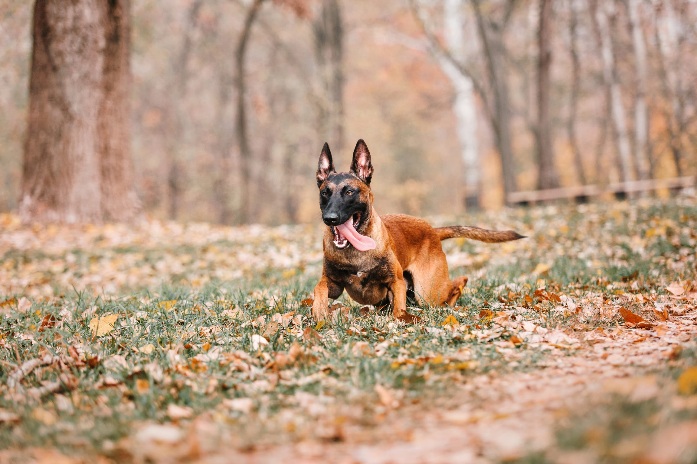 Novo estudo revela: Pastor Belga Malinois é a raça de cão mais