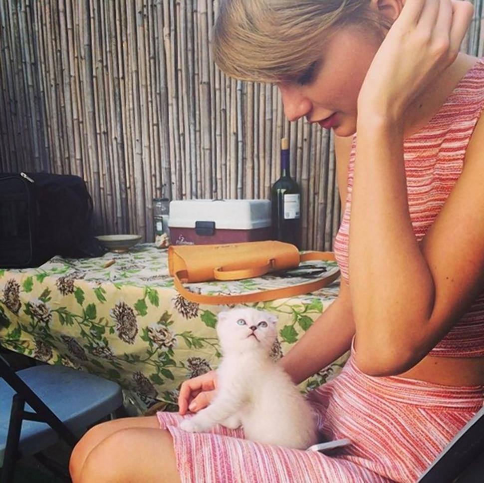 Cães, gatos e ovelhas giram 360º ao som de Taylor Swift; conheça