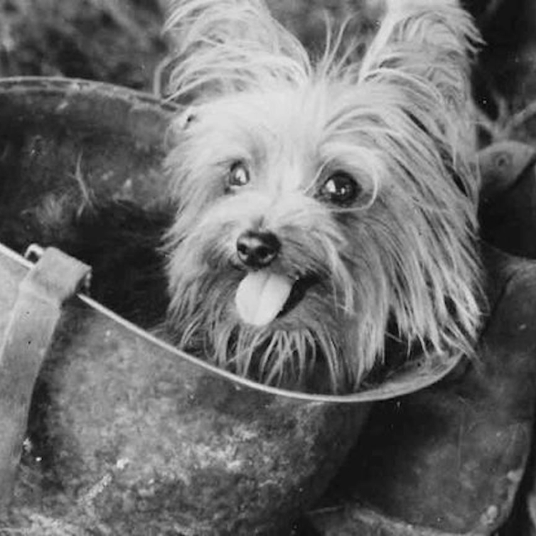 Smoky: de herói na II Guerra Mundial a primeiro cão-terapeuta da história