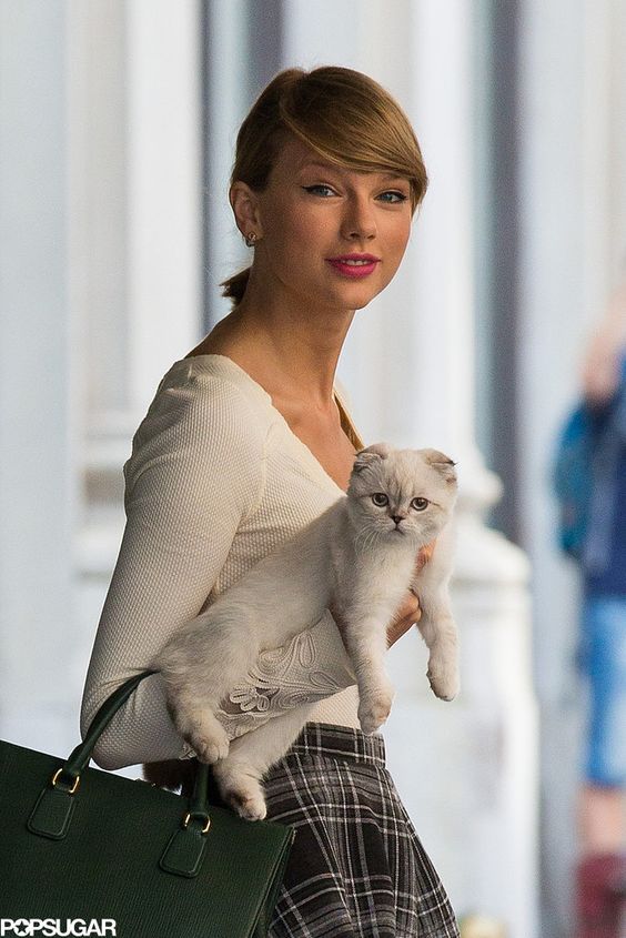 Cães, gatos e ovelhas giram 360º ao som de Taylor Swift; conheça