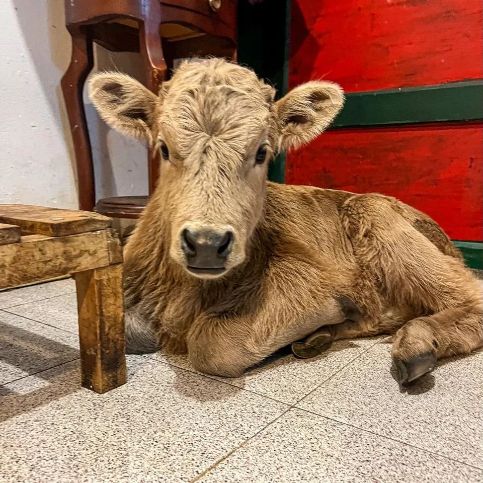 Na nova instalação de Bordalo II é o touro que espeta bandarilhas no  toureiro, Direitos dos animais