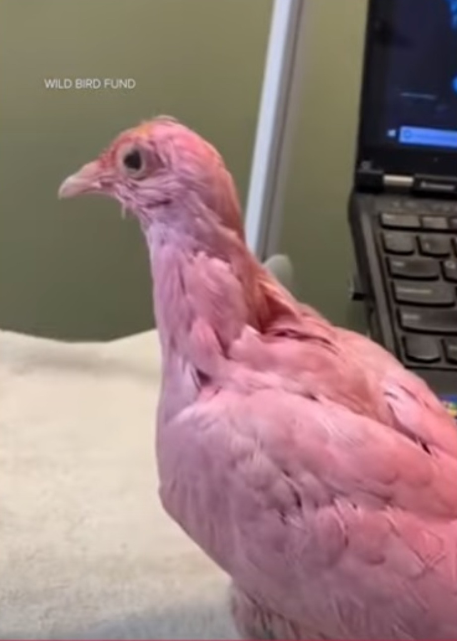 Pombo rosa é encontrado em Nova York e recebe o nome de Flamingo - Notícias  - R7 Internacional