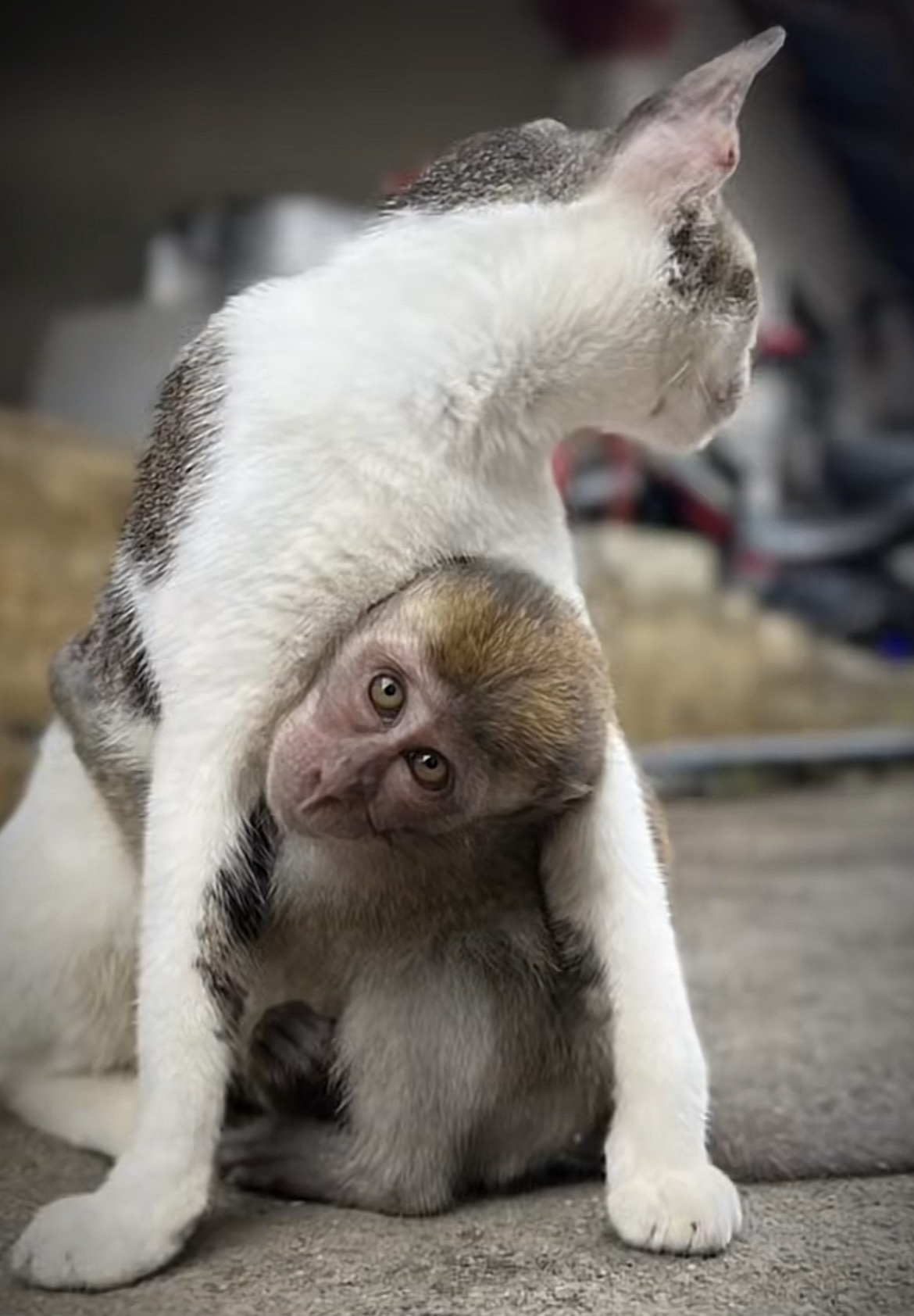 Adotar um gatinho bebé está a valer um bónus nos EUA - SIC Notícias