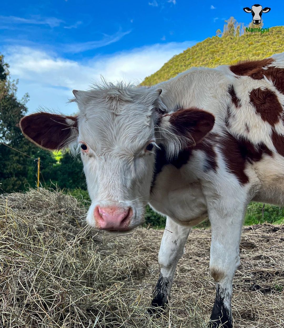 Na nova instalação de Bordalo II é o touro que espeta bandarilhas no  toureiro, Direitos dos animais