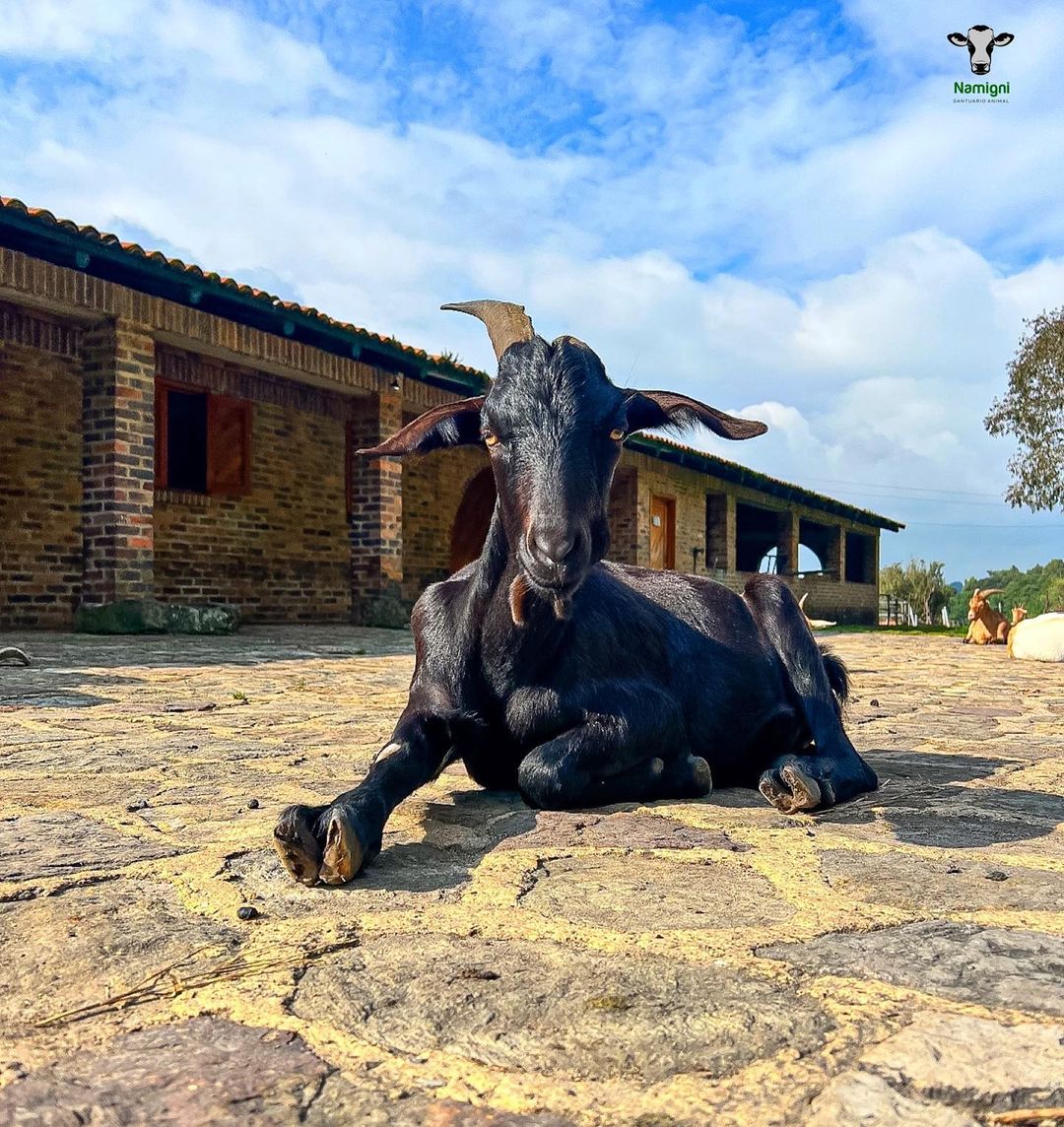 Na nova instalação de Bordalo II é o touro que espeta bandarilhas no  toureiro, Direitos dos animais