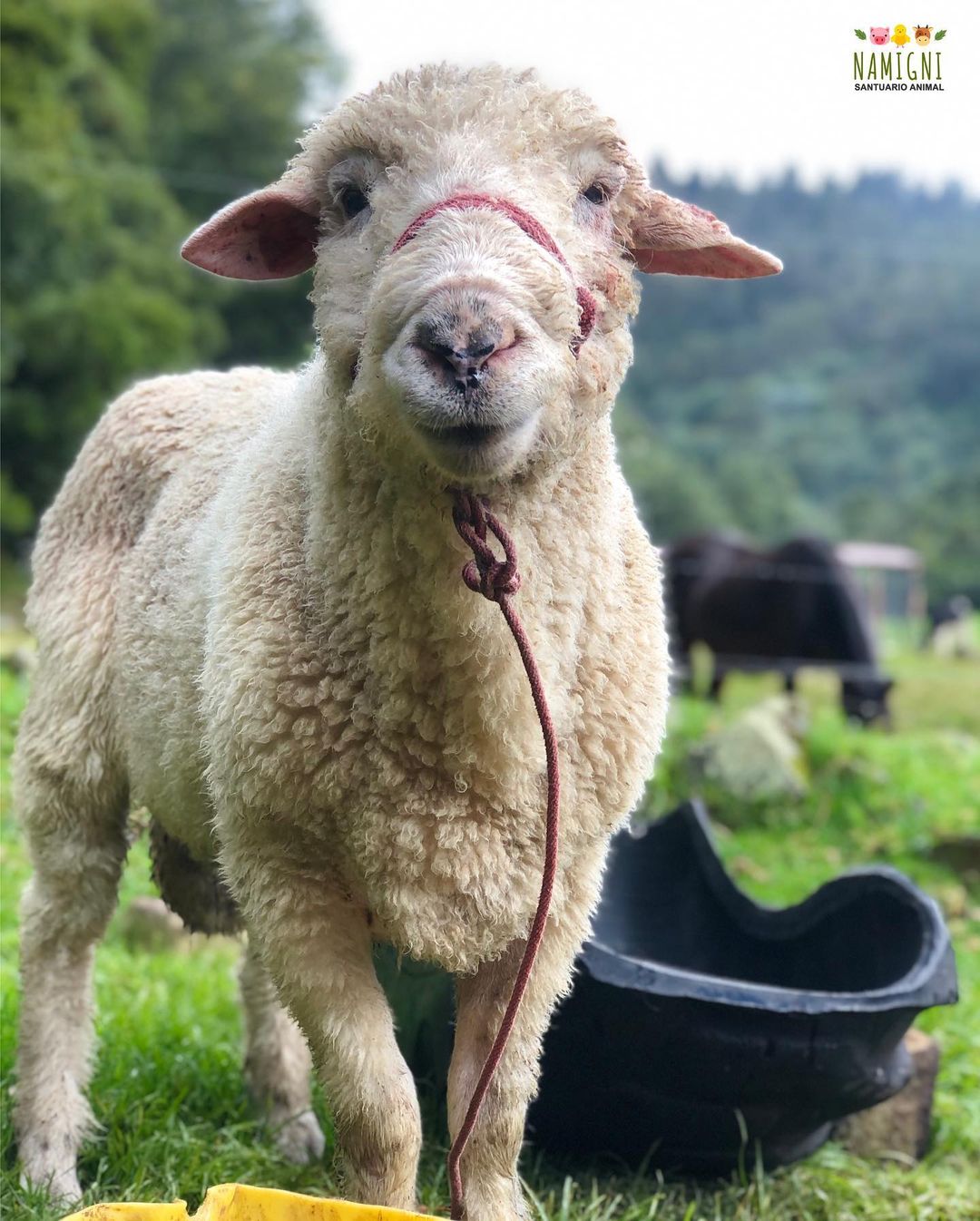 Na nova instalação de Bordalo II é o touro que espeta bandarilhas no  toureiro, Direitos dos animais