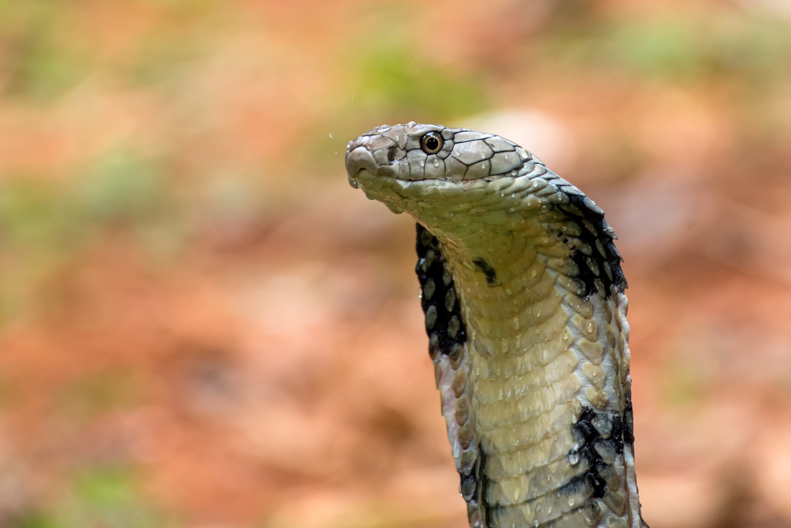 Cobra venenosa é encontrada em avião sob o assento do piloto