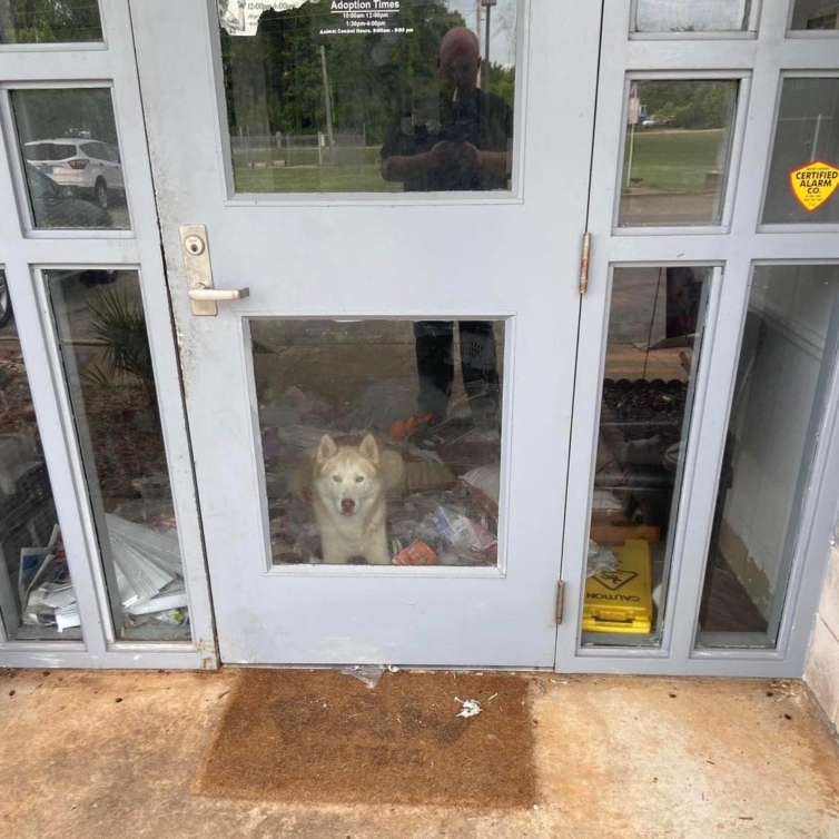 Titan destruiu o abrigo e soltou dois outros cães. Causou 1.800€ de danos