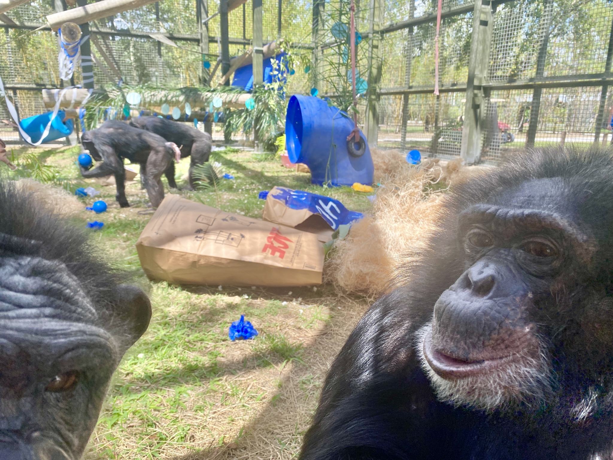 Bubbles: onde está e como vive o chimpanzé amigo de Michael Jackson