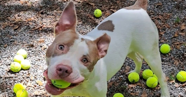 Video.  Perro de refugio está feliz tras ser sorprendido con 200 pelotas de tenis – PiT