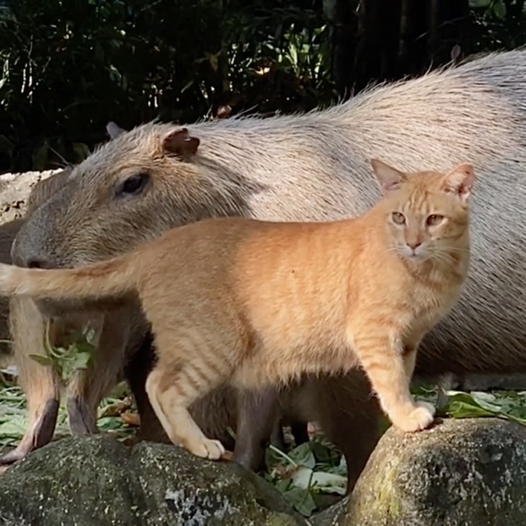 Gato é adotado por rebanho de capivaras e vive como se fosse uma delas