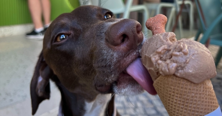 Lumi já tem gelados para os animais e eles estão a adorar. É natural e custa só 2€