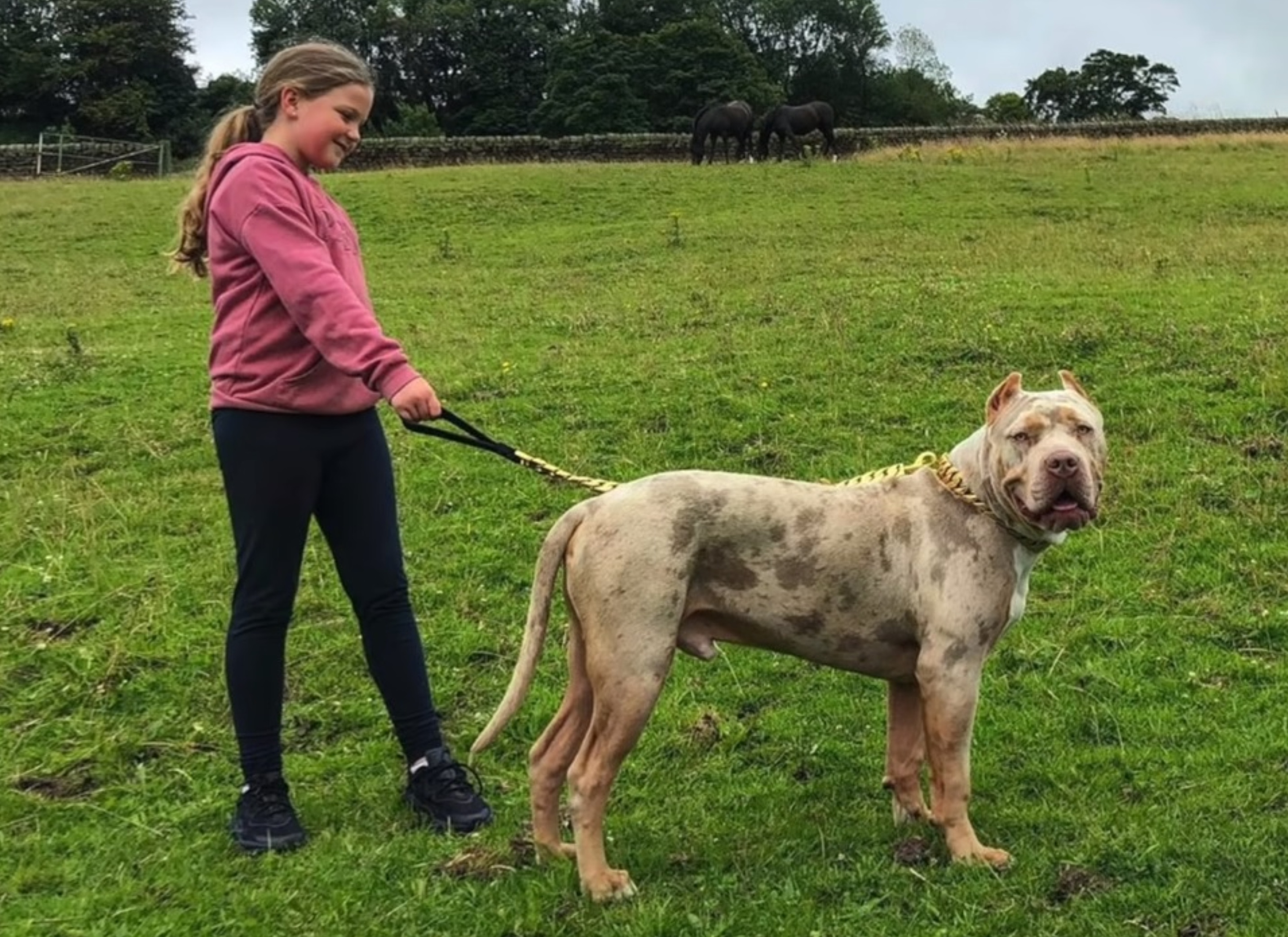 Bully XL — a raça de cães que o Reino Unido quer proibir devido a ataques  crescentes – PiT