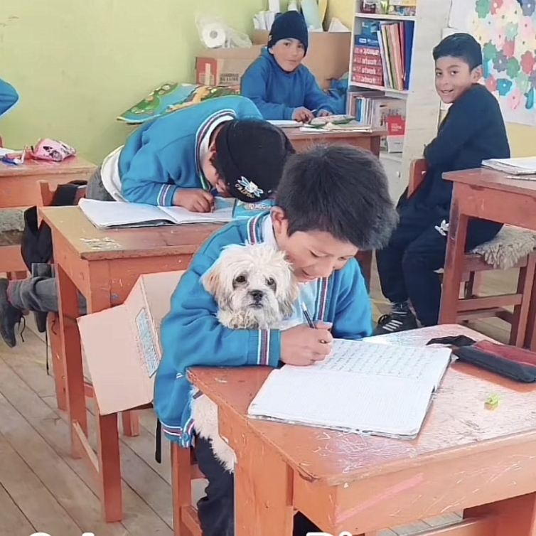 Professa autoriza miúdo a levar cadela à escola para “não ficar sozinha em casa”