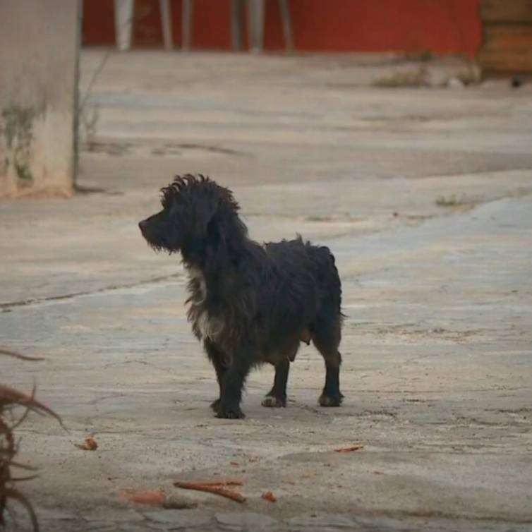 Pai de adolescente morta em Peniche tenta vender cães à associação que os foi resgatar