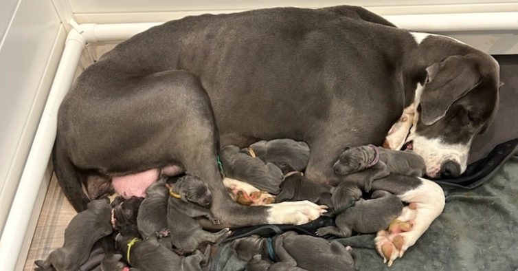 Dogue Alemão que já viveu em cinco casas diferentes dá à luz 15 filhotes em  abrigo – PiT