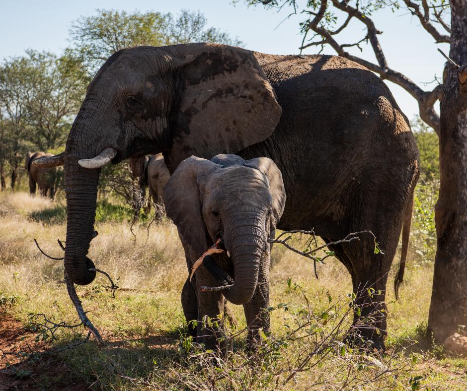 Supi REVELA PALPITE de quem é Elefante38! 