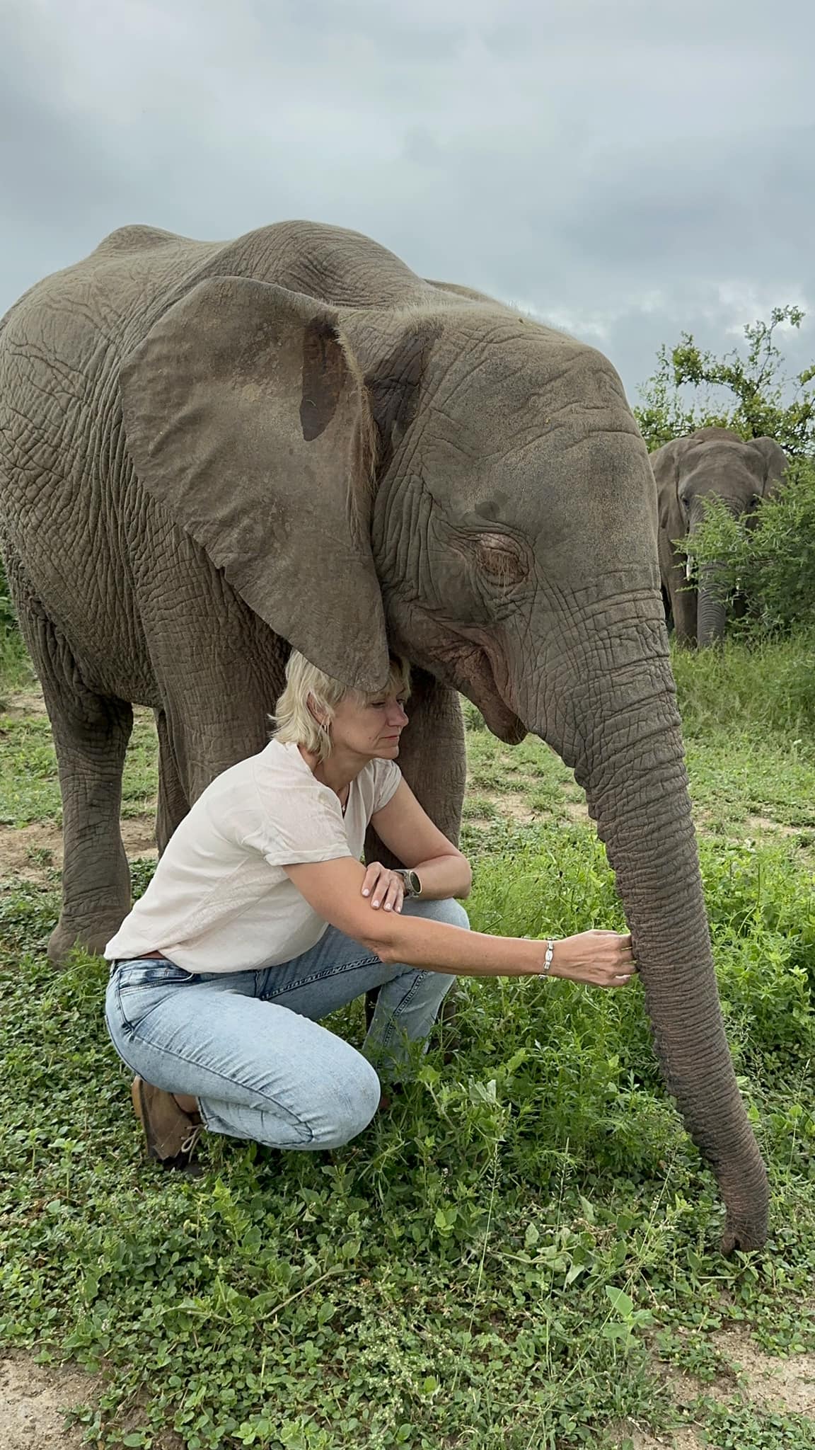 Supi REVELA PALPITE de quem é Elefante38! 