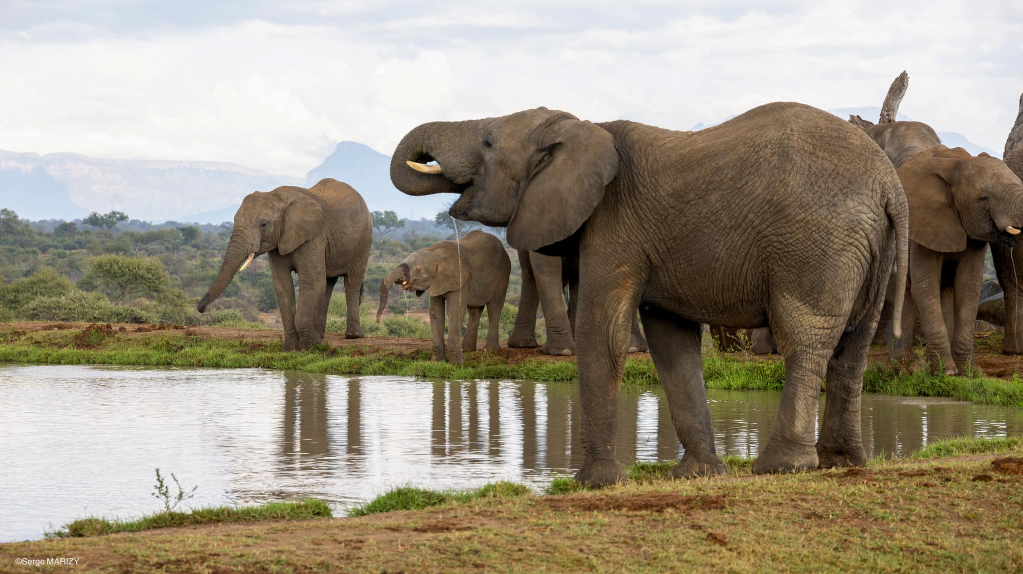 Supi REVELA PALPITE de quem é Elefante38! 