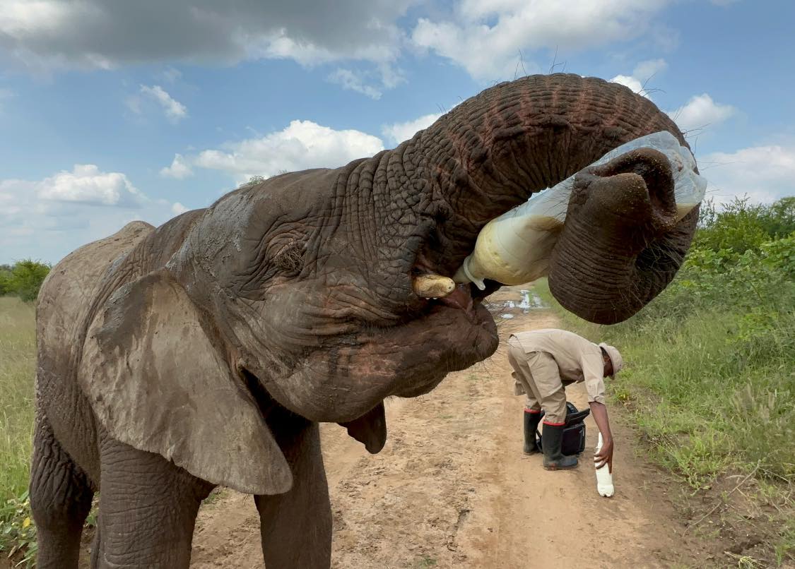 Supi REVELA PALPITE de quem é Elefante38! 