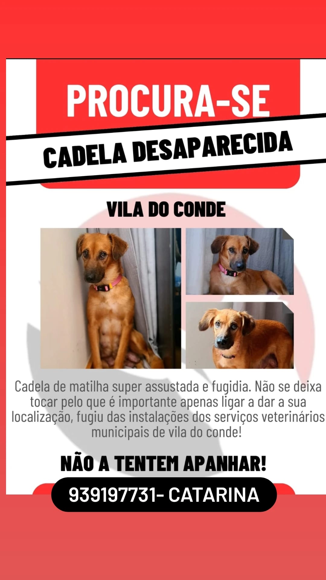 Nina fugiu do canil de Vila do Conde. Está assustada e precisa de ...