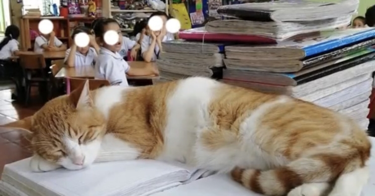 El gato que pasó «durmiendo todo el año en clase» obtiene diploma y se gradúa del colegio – PiT